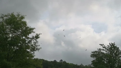 Buzzards flock and fly in a circle pattern signifying death Stock Footage 169259506