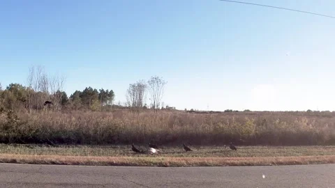Buzzards fly away after feeding on a dead deer at the roadside in rural Georg Stock Footage 171835542