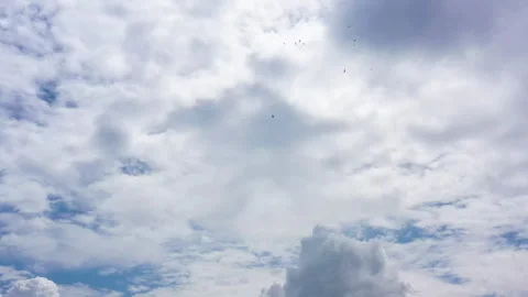 BUZZARDS FLYING Stock Footage 305427493