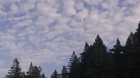 Buzzards flying high above their next meal Vídeo Stock 80813039