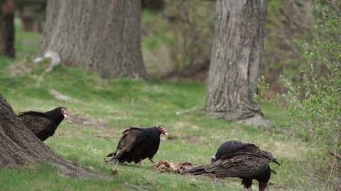 Buzzards or Turkey Vultures eating and fighting for roadkill, 1080p tripod 스톡 동영상 99020017