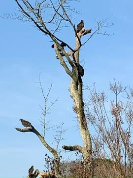 Buzzards perched in a bare tree Stock-Fotos
