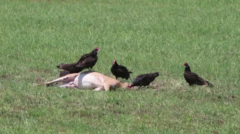 Buzzards pick apart a deer carcass in a field Video stock 11273533