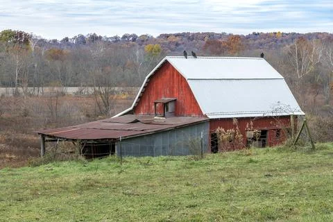 Buzzards on Red Barn Stock Photos