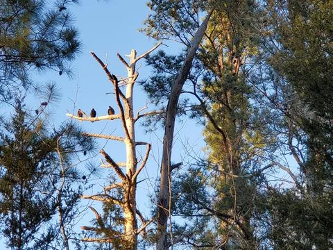 Buzzards roosting Stock Photos