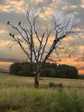 Buzzards in tree. Foto stock