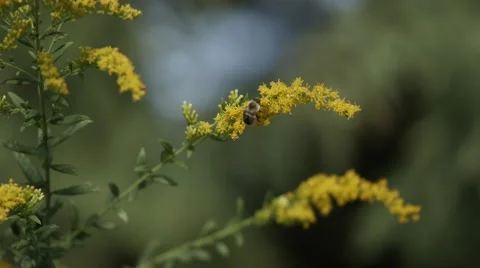 Buzzing Bee 4k Stock Footage 61954452