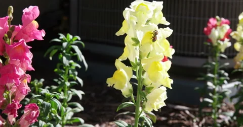 Buzzing Bee around Yellow Snapdragon Flower (4K) Stock Footage 46031984
