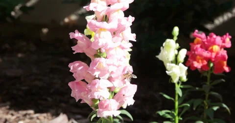 Buzzing Bee around Yellow Snapdragon Flower (4K) Stock Footage 46032182