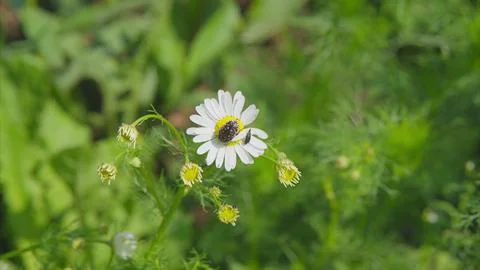 A buzzing bee diligently pollinates a pristine, beautiful white flower found in Stock Photos