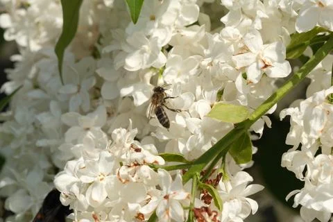 Buzzing bee explores delicate white flowers in a sunlit garden Stock Photos