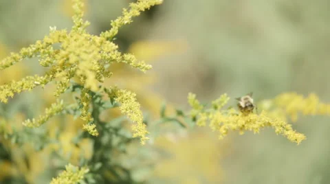 Buzzing Bee Stock Footage 61954095