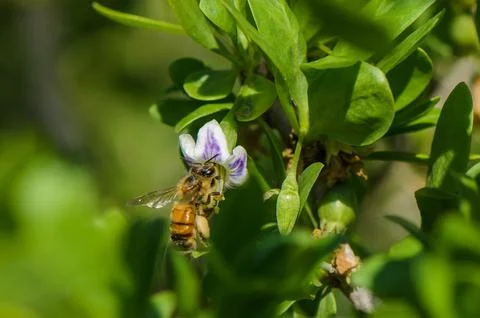 Buzzing bee gathers nectar from vibrant flower in a sunlit garden Stock Photos