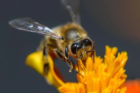 Buzzing bee gathers nectar from vibrant orange flower petals on a sunny aft.. Stock Photos