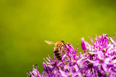 A buzzing bee is peacefully sitting on a vibrant purple flower Stock Photos