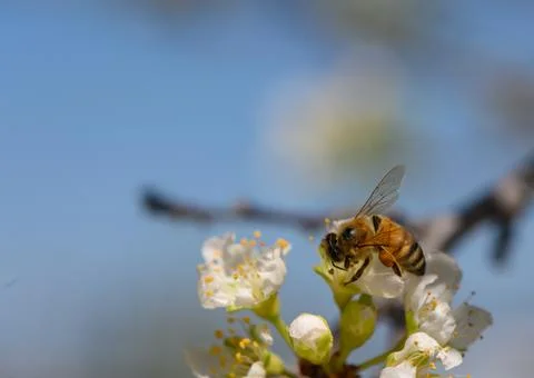 Buzzing bee pollinates delicate white blossoms under a bright blue sky in s.. Stock Photos