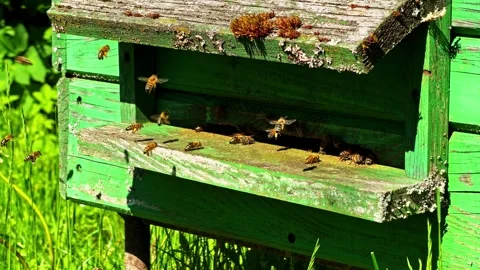 Buzzing Bees Around Weathered Green Beehive in Sunny Grass Stock Footage 346552447
