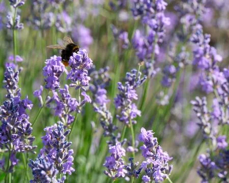 Buzzing bees dance among fragrant lavender blooms in sunny garden Stock Photos