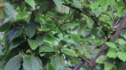 Buzzing Bees Stock Footage 39295805