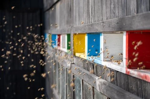 Buzzing bees in front of bee hive with colorful entrances Stock Photos