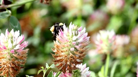 Buzzing Bumble Bee In The Clover Stock-Footage 40266613