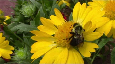 Buzzing Bumblebee Stock Footage 57635652