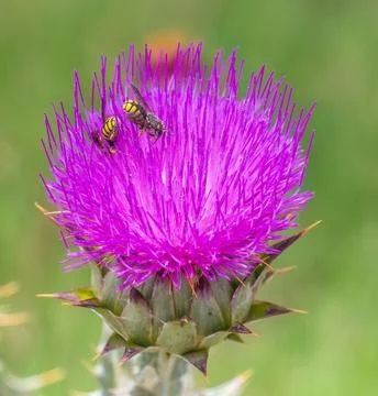 Buzzing Duo: Two Bees on Milk Thistle Plant Stock Photos
