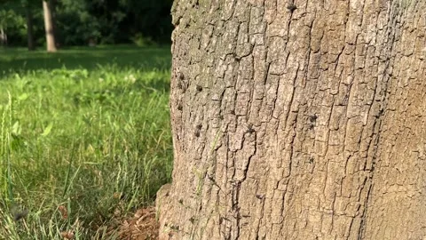 Buzzing of flies Video stock 311026138