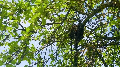 Buzzing insects scene, Vivid depiction of bees among lush leaves, Dynamic scene Stock Footage 323799618