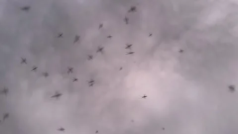 Buzzing Mosquitoes at Twilight slow motion Stock Footage 280351923