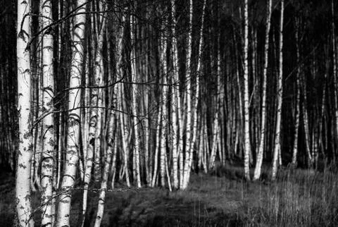 Bw birch trees Stock Photos
