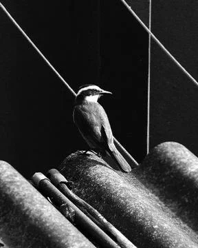 Bw bird Stock Photos