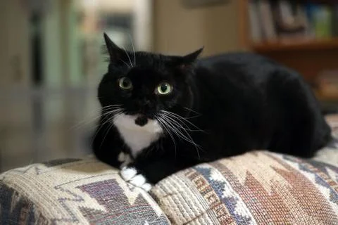 B/w cat on couch Stock Photos