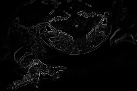 B&amp;w cope's gray tree frog Stock Photos