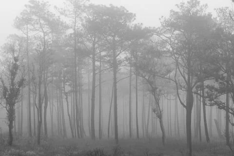 B&amp;W forest Foto stock