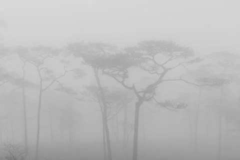 B&amp;W forest Stock Photos