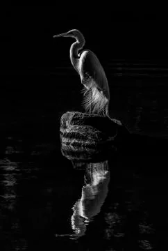 Bw heron and reflection Stock Photos