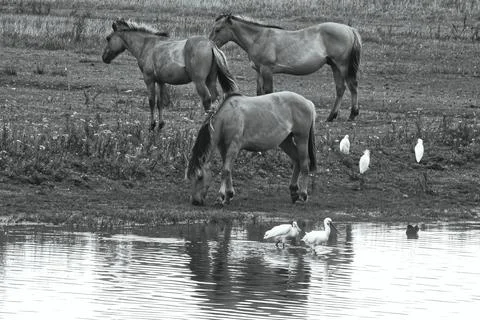 B&amp;W horses Foto stock