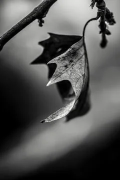 BW Leaf Stock Photos
