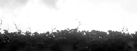 BW Leaf Plant Silhouette Video stock 307602657