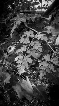 B&amp;W leafs Stock Photos