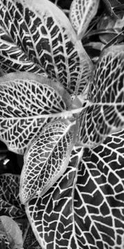 B/W leaves 写真素材