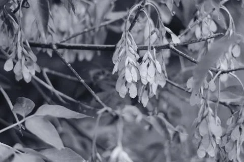 B&amp;W macro shot of winged maple seeds (samaras) on branches with leaves. Moody Фото