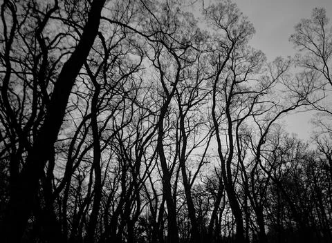 B&amp;W Silhouette of Bare Tree Branches Photos