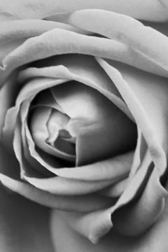 BW soft background with rose flower Stock Photos
