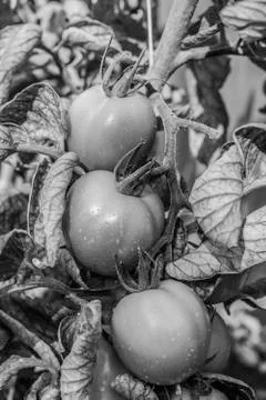 Bw tomato Stock Photos