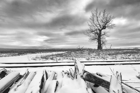 B&amp;W of tree in field by tracks in winter. Stock Photos