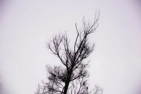 B&amp;W Tree 写真素材