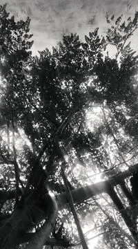 B&amp;W Tree Stock Photos