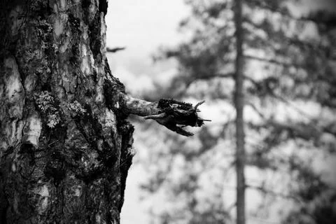 Bw trees Stock Photos